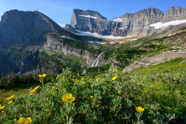 グリンネル氷河の近くに黄色い花が咲く - montana mountain lupine meadow ストックフォトと画像