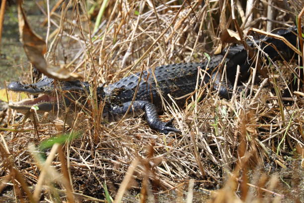 istock American alligator (alligator mississippiensis) showing it's teeth with mouth gaping open 1220836178