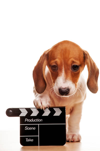 istock image of dog clapper board white background 1220836191