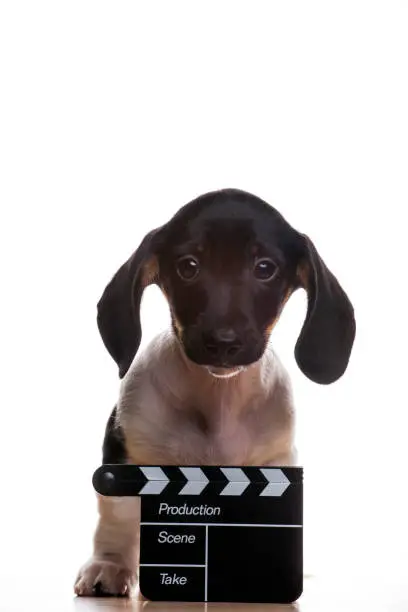 Photo of image of dog clapper board white background