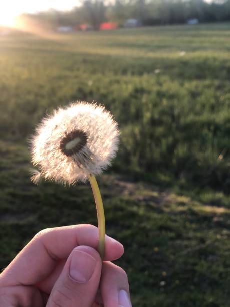 istock Close up of dandelion light 1220837460