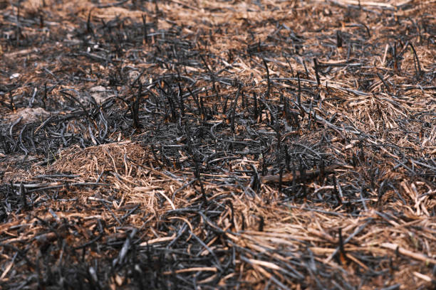 istock Effects of grass fire on soils. Charred grass after a spring fire. Black surface of the rural field with a burned grass. Consequences of arson and stubble burning. Aftermath of Natural Disasters. 1220837581