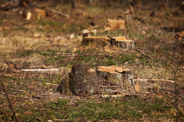 istock stump from a cut tree. Pine tree forestry exploitation in a sunny day. overexploitation leads to deforestation endangering environment and sustainability. deforestation, selective focus 1220837596