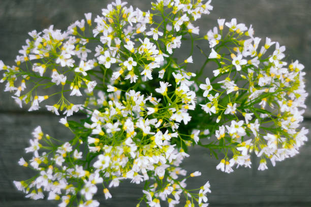 istock small white wildflowers, beautiful natural floral background, image with retro toning 1220838392