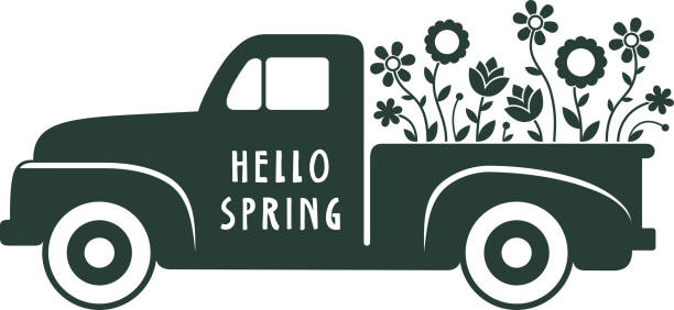 Old fashioned, black vintage pick-up truck.  Spring time with flowers.