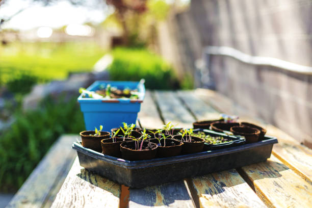 In Western Colorado Plant Starters in Pete Moss Containers (Shot with Canon 5DS 50.6mp photos professionally retouched - Lightroom / Photoshop - original size 5792 x 8688 downsampled as needed for clarity and select focus used for dramatic effect)