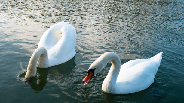 istock Two white swans drink water 1220839586