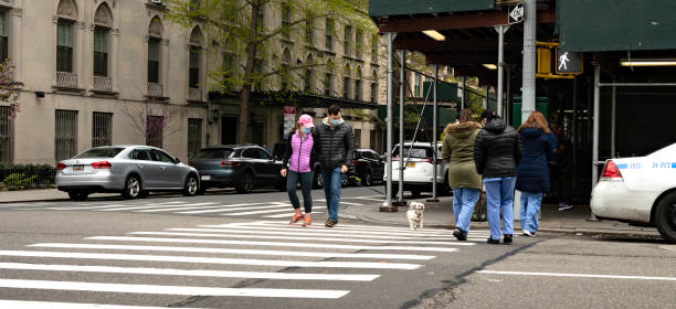 Little Dog Carries Big Stick, Admired by Nurses New York, NY, USA - April 23, 2020: A little dog carrying a big stick looks up at admiring nurses as all cross Fifth Avenue on Manhattan's upper east side. admired stock pictures, royalty-free photos & images