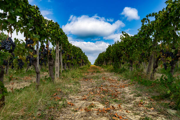 Harvest in Italy stock photo
