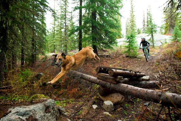 Mountain Bike Dog Jump