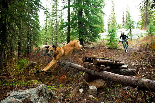 A dog takes a jump off a wooden ladder bridge during a mountain bike ride on a trail in British Columbia, Canada. He is followed by a man on a cross-country style mountain bike.