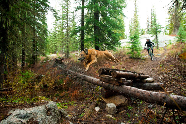 istock Mountain Bike Dog Jump 1220839792