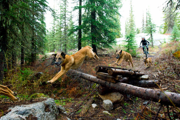 istock Mountain Bike Dog Jump 1220839799