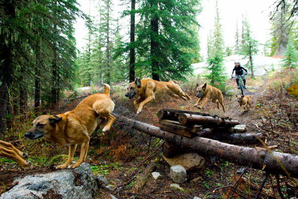 mountainbike hund hoppa - animal double exposure bildbanksfoton och bilder