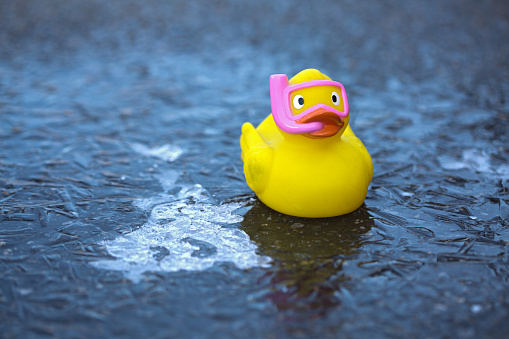 Rubber duck on frozen puddle