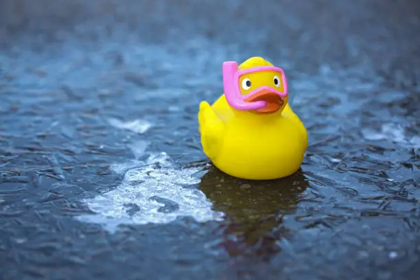 Photo of Rubber duck freezes