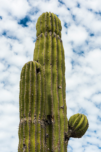 Sahuaro Cactus in Baja California Sur, Mexico