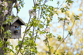 Blue Tit outside its birdbox on a blossom pink apple tree