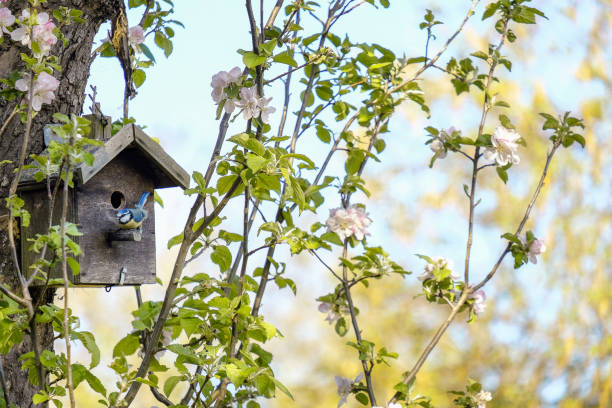 Blue Tit outside its birdbox on a blossom pink apple tree Blue Tit outside its birdbox on a blossom pink apple tree at the end of the garden in Springtime Birdhouse stock pictures, royalty-free photos & images
