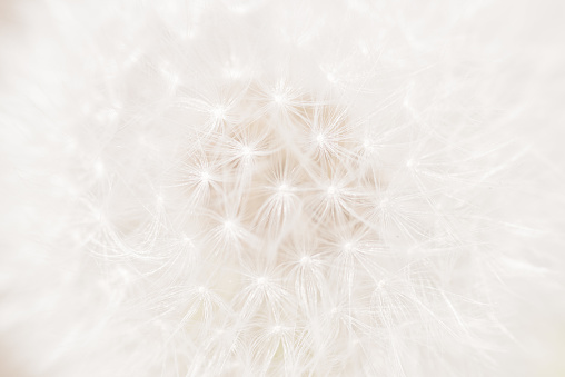 Close up of a Dandelion seed head.  Sometimes these are called blowballs or clocks.  Selective focus.  Belfast, Northern Ireland.