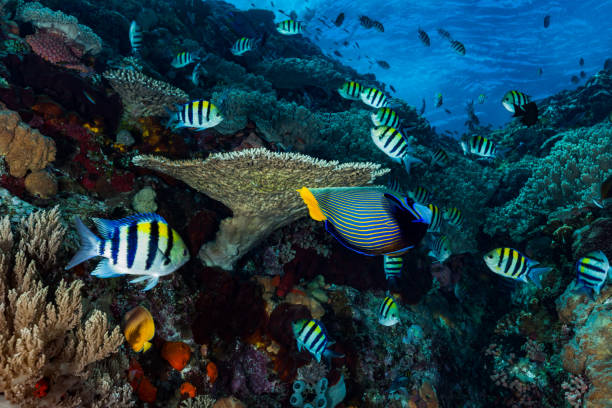 incredibile barriera corallina, paradiso tropicale, parco nazionale di komodo, indonesia - beauty in nature coral angelfish fish foto e immagini stock
