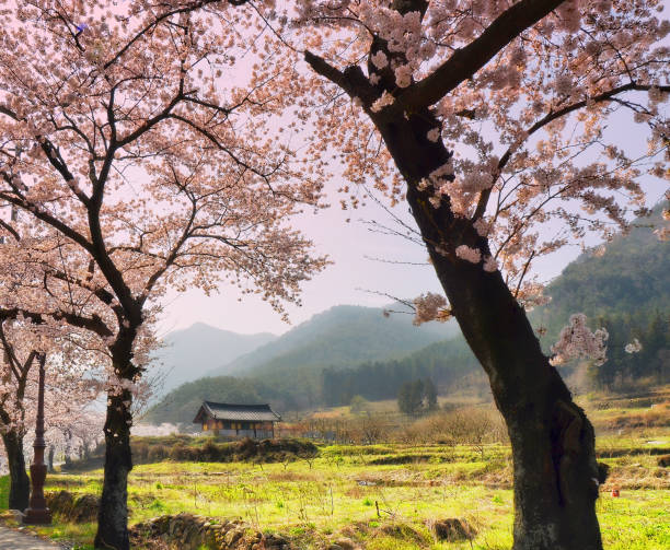 istock Cherry blossom trees in Jeollanamdo, South Korea 1220842071
