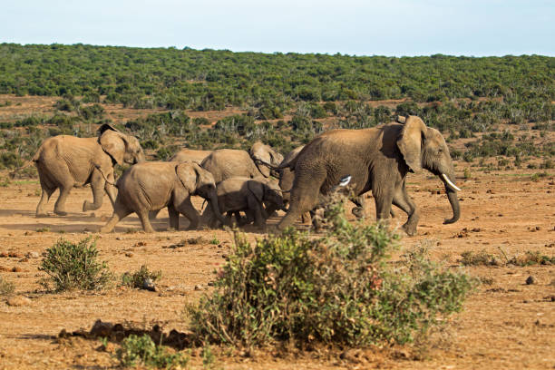 istock Small herd of elephants running to water 1220842114