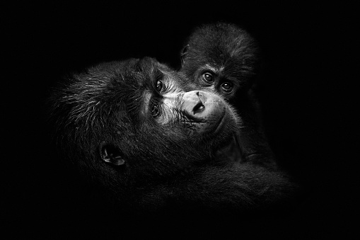 A gorilla mom and her baby looks at the camera