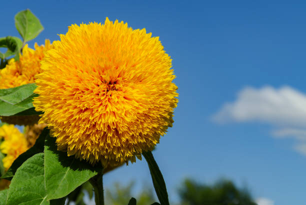 yellow flower of a decorative sunflower, a beautiful garden flower against a blue sky, close-up