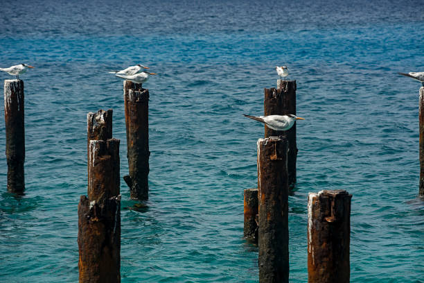 istock Seagulls in the port 1220842280