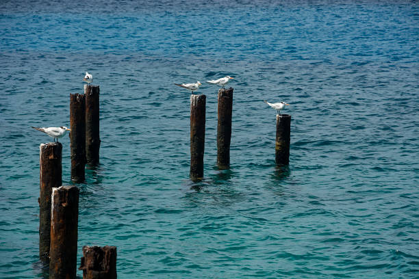 istock Seagulls in the sea 1220842324