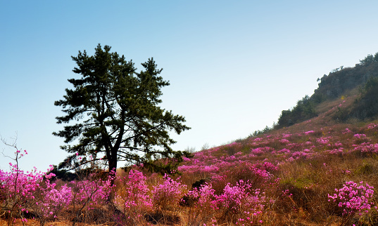 Wild royal azaleas (Rhododendron schlippenbachii) and pine tree in Geoje island, South Korea.