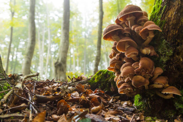 istock Mushrooms on tree trunk. Autumn landscape. Brown mushrooms 1220843170