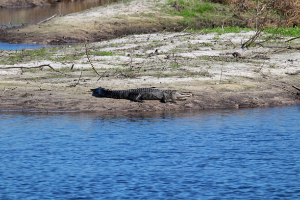 istock Large american alligators (alligator mississippiensis) on the river banks 1220843252