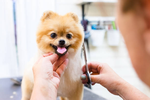 屋外のテーブルの上に女性のグルーマーヘアカットポメラニアン犬。はさみで犬の髪の最終的な剪断のプロセス。犬のためのサロン。 - groomer ストックフォトと画像