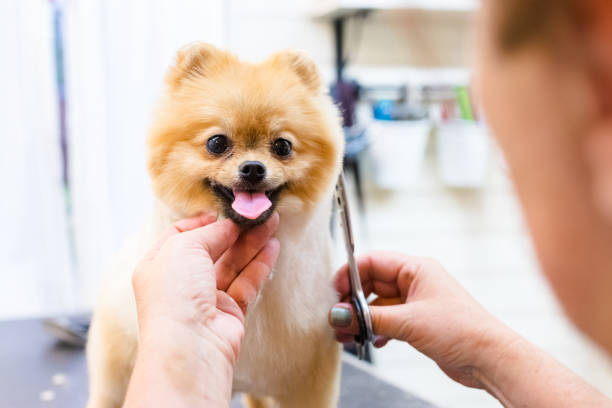 Female groomer haircut Pomeranian dog on the table of outdoor. process of final shearing of a dog's hair with scissors. salon for dogs. Female groomer haircut Pomeranian dog on the table of outdoor. process of final shearing of a dog's hair with scissors. salon for dogs. pomeranian pets mammal small stock pictures, royalty-free photos & images