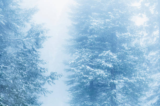 Scenic sequoia trees in California during winter.