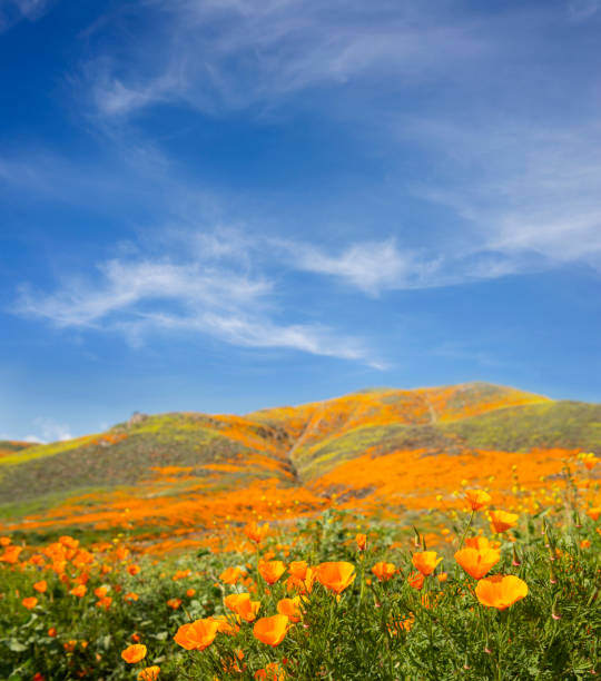 california golden poppy field - poppy field flower california golden poppy foto e immagini stock