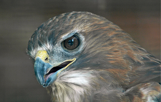 Headview of small hawk