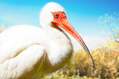 American white Ibis in the Everglades