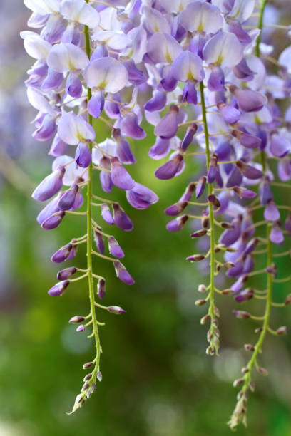 istock Wisteria bushes in the park 1220848044