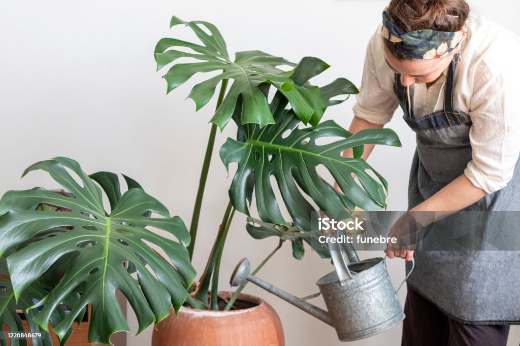 Woman watering flower Young happy brunette woman pouring water from watering can on potted plants in her home greenhouse, her little private garden. Monstera Stock Photo