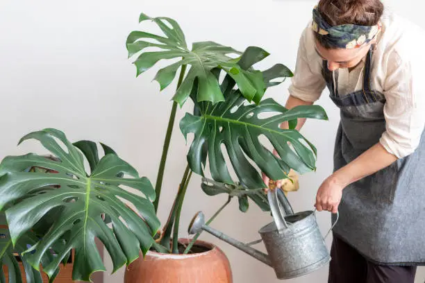 Young happy brunette woman pouring water from watering can on potted plants in her home greenhouse, her little private garden.