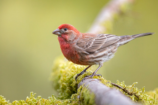 A purple finch perched on a moss covered branch.