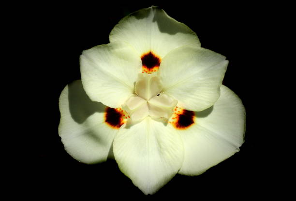 Dietes bicolor, the African iris, fortnight lily or yellow wild iris flower. Clump-forming rhizomatous perennial plant. Guasca, Cundinamarca Department, Colombia