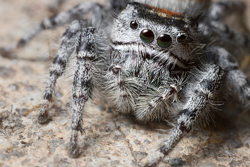 Macro portrait with details of face, including pedipalps, of this large jumping spider species, native to North America