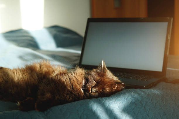 a cat sleeping on a bed next to a laptop. - animal cute exhaustion technology imagens e fotografias de stock