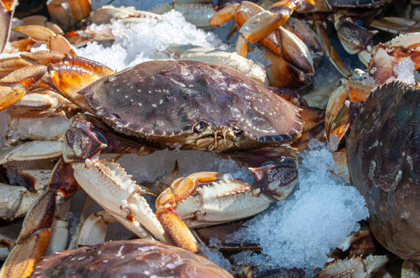istock Live Dungeness Crabs in Shipping Container 1220849845