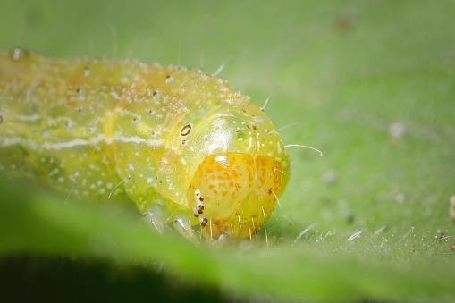 Detail of the face of a green and yellow caterpillar, a common pest in both gardens, and of agricultural crops.
