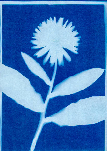 istock cyanotype of Calendula officinalis 1220851994
